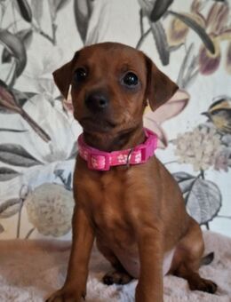 Zwergpinscher Welpen - Velbert
