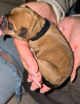 Französische Bulldoggen Mix - Mühl Rosin