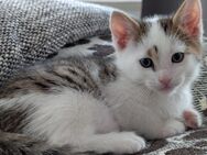 Bengal Mix Kitten - Köln