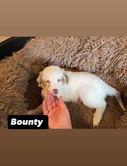 Australian Shepherd Welpen - Essen