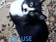 CLAUSE ❤️ sucht Zuhause oder Pflege - Langenhagen