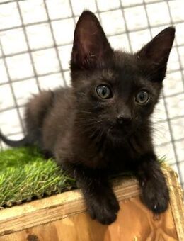 Ongombo; Kater mit Liebe im Herzen - Geilenkirchen