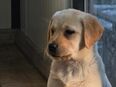 Labrador Welpen mit Papieren in 09603