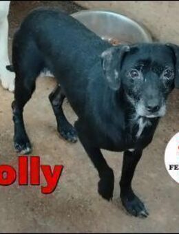 schüchterne Molly sucht ein Zuhause - Margetshöchheim