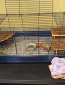 2 Meerschweinböcke mit umfangreichem Zubehör in 13589