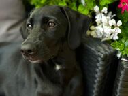 Labrador-Mischling - Berlin Marzahn-Hellersdorf