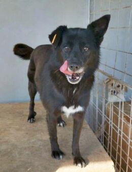 Amelia von Kettenlos - Bollingstedt