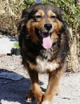 Milla ist verschmust, sanft und offen! - Karben