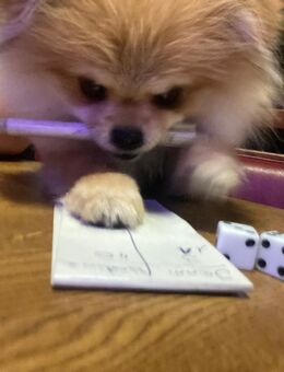 Pomeranian zwergspitz welpe - Frankfurt (Main)