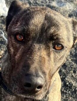 Johnny - vorvermittelt - - Weilmünster