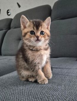 BKH kitten - Hörstel