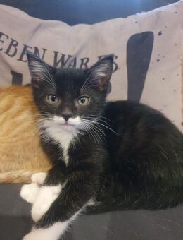 EKH-MIX KITTEN - Neuenkirchen (Schleswig-Holstein)