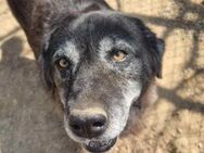 AMBER - unglaublich liebevolle Hundedame - Aerzen