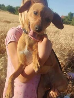 Daisy sucht nach ihren Menschen - Nordwalde