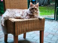 Maine Coon Mädchen 4j. Dringend - Aurich