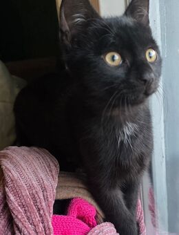 ❗️Dringend liebevolles Zuhause für 3 Katzen in Mainz-Bretzenheim gesucht – bis spätestens Montag, 28.07.2025! - Mainz