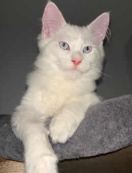 Maine Coon - Mix - Magdeburg