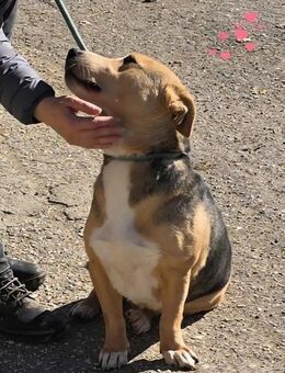 Sozialer MINOK möchte ENDLICH ankommen♥️ - München