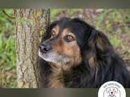 Lennox: treuer Begleiter sucht Familie - Kirchzell