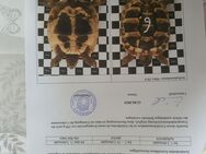 Wir geben junge Griechische Landschildkröten aus unserer Hobbyzucht ab - Erfurt