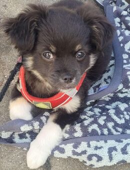 Chihuahua Mix - Hamburg Altona