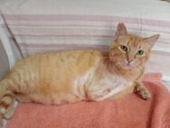 Felicia (FIV) Dreibeinchen sucht Zuhause - Wilhelmsfeld