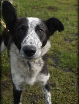 Panda - möchte die Welt entdecken - Rheine