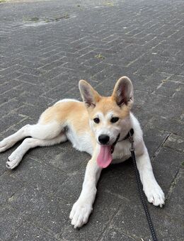 Akita Inu - Saterland