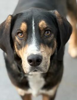 MR. WANG - fröhlicher, lieber Hundejunge - Aerzen