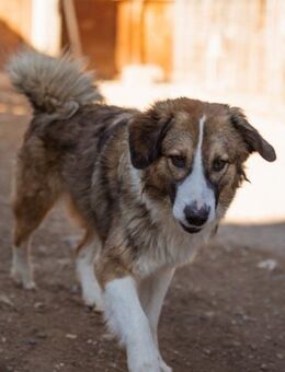 Flitzpiepe Jonesy - Temperament mit Herz - Hamburg