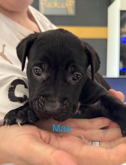 Cane Corso Mix Welpen abzugeben (ab Oktober) - Arnsberg