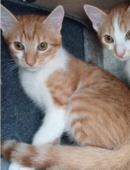 🍯Lieber Babykater Apricot🍯 - Eislingen (Fils)