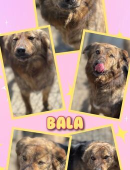 Tolle Bala wartet schon so lange! - Nürnberg