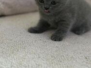BKH Katze/Kitten (Blue) - Kaarst