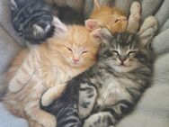 Norwegische Waldkatzen Kitten - Kalefeld