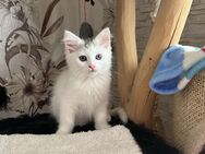 Maine Coon Mix - Altenburg