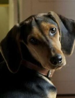 Solen, geb. ca. 04/2025, 79733 Görwihl - Euskirchen