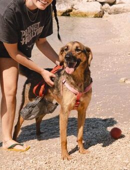Schäferhund-Mischling Hanka - Ellerbek