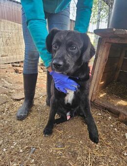 Preston sucht seine persönliche Familie - Velbert