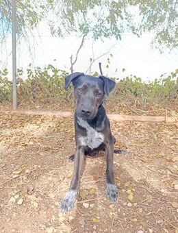 Scooter, er will einfach dabei sein - Geilenkirchen