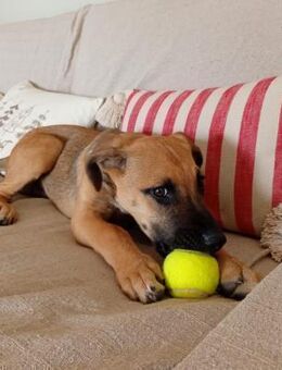 OTTO - den man ertränken wollte - Oberhausen (Rheinland-Pfalz)