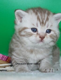 Das BESONDERE !! Britisch Kurzhaar Babys in Chocolate-silver-Tabby u. Cinnamon-silver Tabby sowie in Cinnamon-Tabby!! - Köln