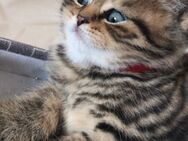 British Kurzhaar BKH Kitten Golden und Black Tabby - Baden-Baden