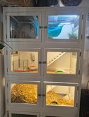 Neugierige Degudame 3 Jahre alt in 41199