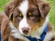 Australian Shephard Welpen - Emlichheim