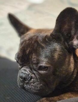 Französische Bulldogge sucht - Potsdam