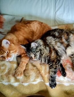 Baby Main Coon Katzen. - Altötting