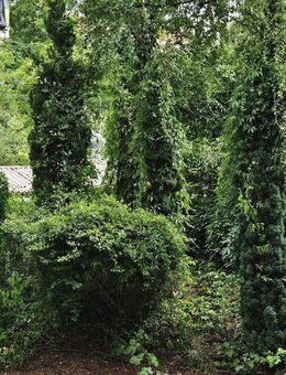 Die eigenen vier Wände. Keine Mieterhöhungen! Gartenbereich im Hof. - Leipzig