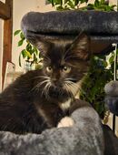 Süße Katzen Babys dürfen ausziehen. in 31749