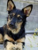 Die kleine Zoe sucht eine Familie in 85586